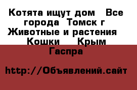 Котята ищут дом - Все города, Томск г. Животные и растения » Кошки   . Крым,Гаспра